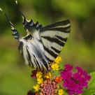 Borboleta (Butterfly)